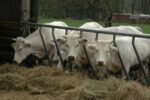 Voila la liste belge des bénéficiaires des aides agricoles européennes